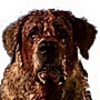 kujo_dog_zps39780b79-jpg.6555