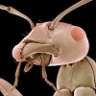 White Ant