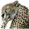 snickering cheetah