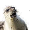 Whoa Seal