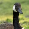 Canada Goose