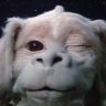Falkor