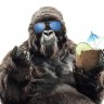 Gorilla Pimp