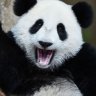 pandadays