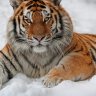 Paradoxical Tiger