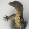 Lil Monitor Lizard
