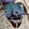 Blue Ant