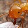 Orange Ant