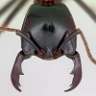 Indigo Ant