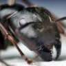 Black Ant