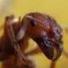 Brown Ant