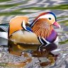 Mandarin Duck