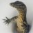 Lil Monitor Lizard