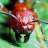 Red Ant