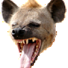 Hyenahaha