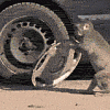 Monkeys stealing hubcaps