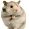 hamster