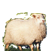 Sheep Breh