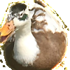 Brown Duck