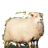 sheep