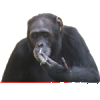 Smoking monkey