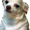 reallydawg