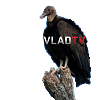 Vulture