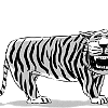 Black and White Derp Tiger Drawing