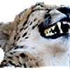 cheetah laff 1