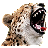 cheetah laff 2