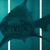 Shark gang gif