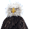 Really eagle