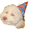 High Party Dog