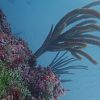 coral
