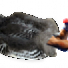 Dead Owl Manny