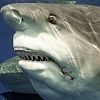 shark