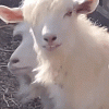The GOAT