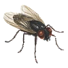 fly niccas