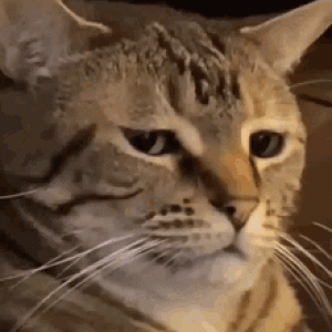 Unimpressed Cat Gif