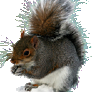 Squirrel