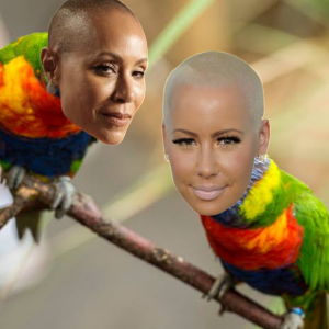 Bald Headed Hoe Birds