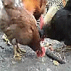Rooster