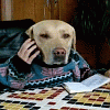Dog on phone