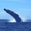 Whales