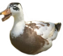 Brown Duck Side