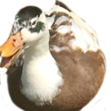 Brown Duck