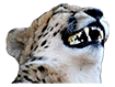 cheetah laff 1