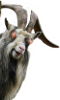 Devil Goat