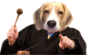 Dog Judging