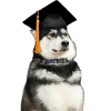 Graduating Boy